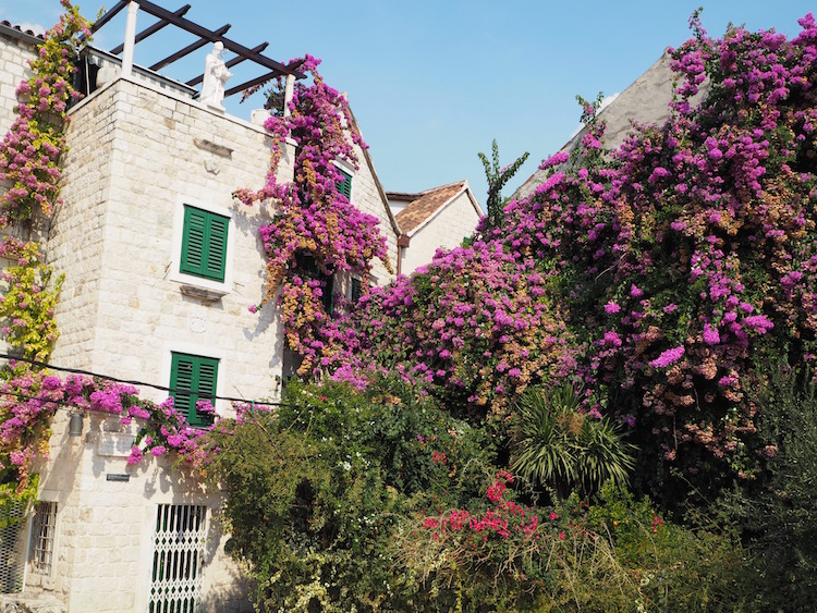 House covered in flowers Free Two Roam