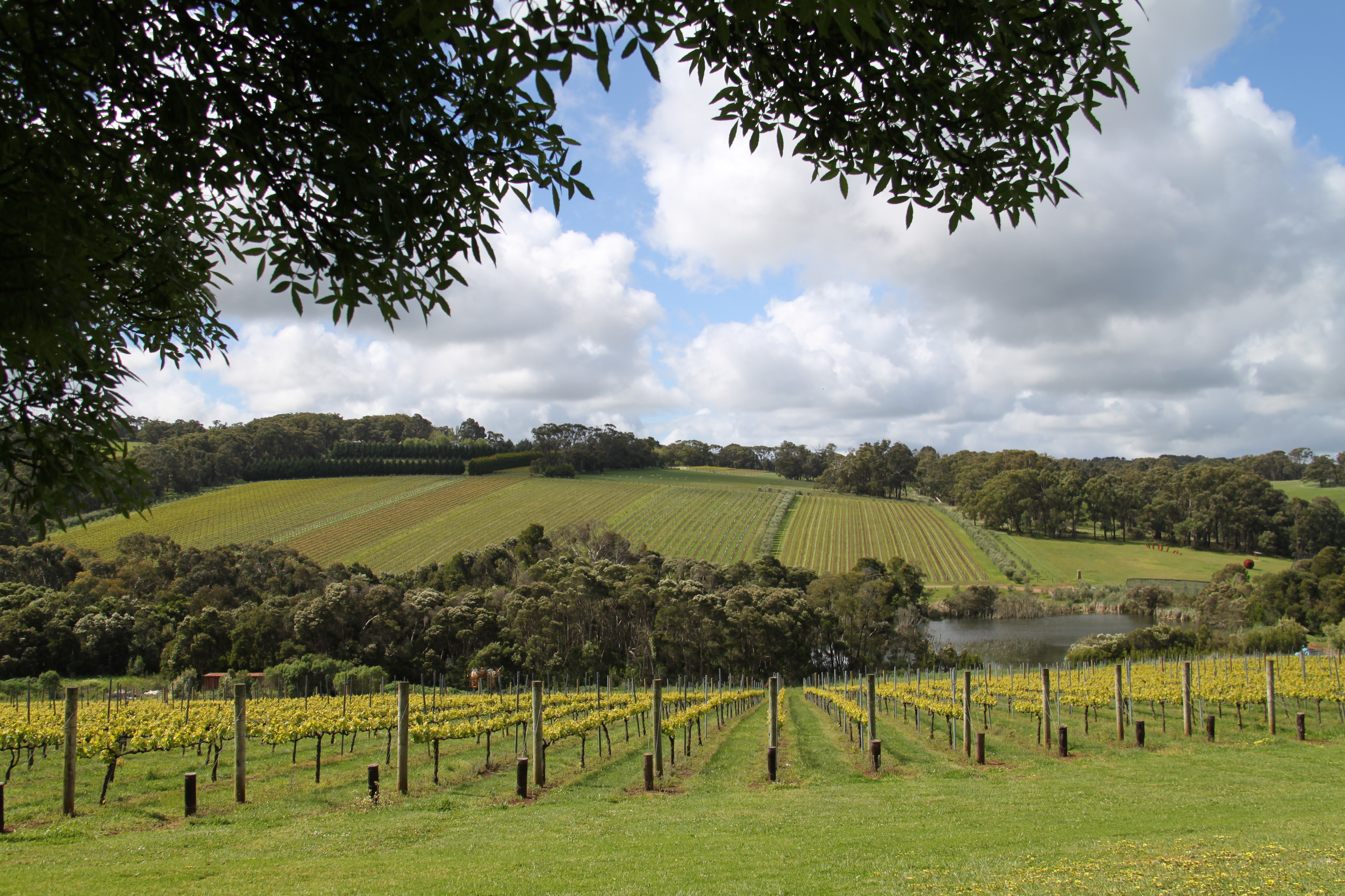 The Best Wineries on the Mornington Peninsula for wining and dining