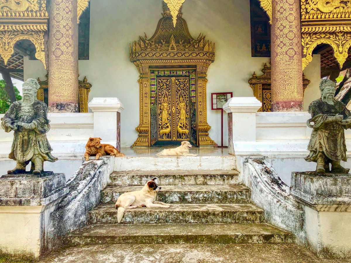 templedogs Free Two Roam